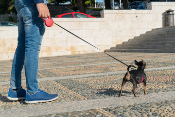 
small dog of the pinscher breed walking with the owner