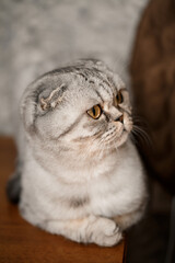 A beautiful gray large Scottish Fold cat or Scottish fold. Pet playful cat