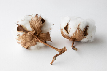cotton buds on a white background