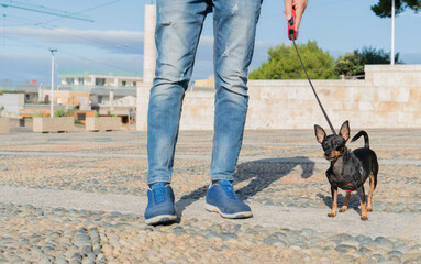 
small dog of the pinscher breed walking with the owner