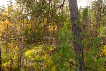 natural, beautiful, multi-colored plants, trees, coniferous trees, yellow leaves, shrubs,grass,moss, cranberry bushes in the autumn forest with texture