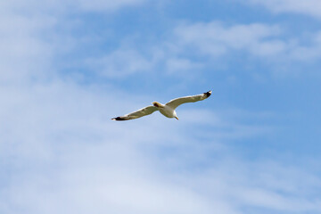 white seagull against the cloud blue sky, use as a background or texture