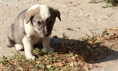 Cute little puppy of a stray dog.