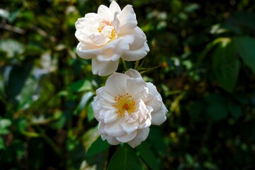 White rose (Rosa L.) flower photography
with a background of flowers in spring.