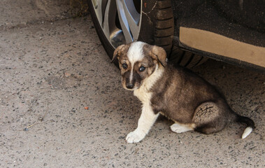 Cute little puppy of a stray dog.