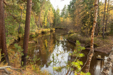 natural, beautiful, colorful trees with green foliage, coniferous trees in the autumn forest near the reservoir