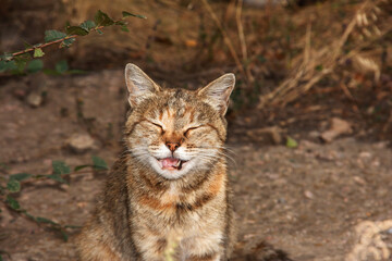Naklejka na ściany i meble Red cat's smile. A stray cat in the dry grass.