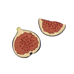 Fresh ripe delicious juicy figs, cut in half and quarter. Set of fruits isolated on white background. Vector hand drawn illustration.