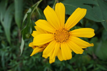 Yellow flower photography, natural and beautiful
with a background of flowers in sprin