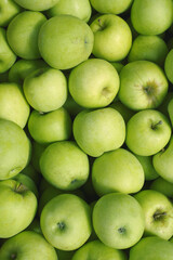 green apples background. apple harvest