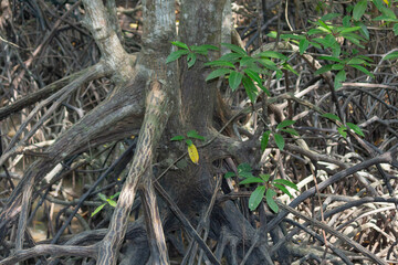roots of mangrove trees in mangrove forest on a sunny day
