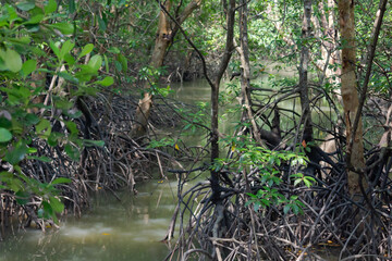 Mangrove trees in the forest, mangrove forest