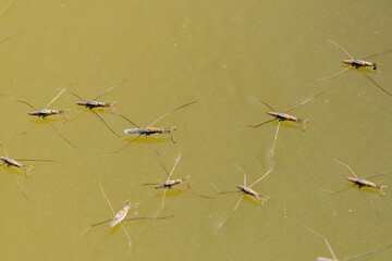 Nartnik duży Gerris lacustris pływa na powierzchni wody - pływający insekt owad