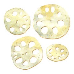 Watercolor set of lotus root. Edible ingredient for japanese and korean cuisine, recipe, menu.  Hand drawn illustration of round segment isolated on white.