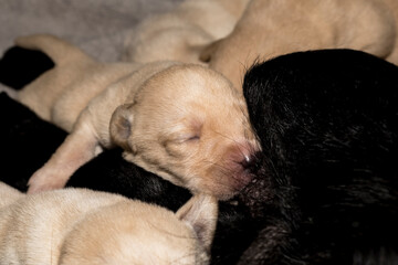 A litter of one week old Labrador Retriever puppies sleeping after Brest feeding from their mother
