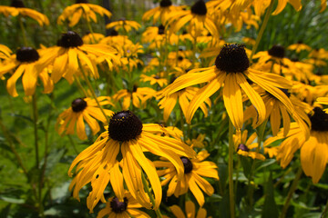 Rudbeckia fulgida 
