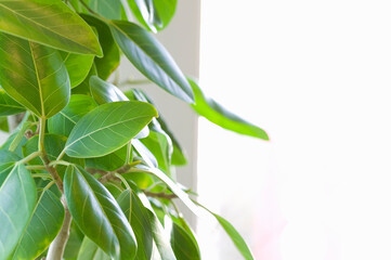 Obraz premium 観葉植物