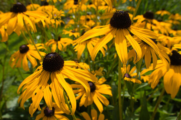 Rudbeckia fulgida 