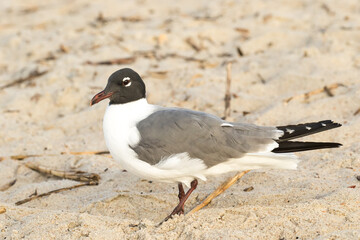 A laughing gull  resting on the beach at Amelia Island, Florida.
