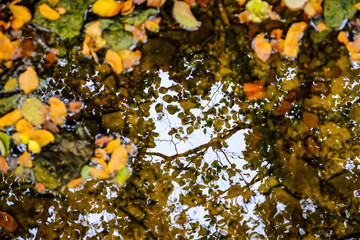 Colourful fall leaves in pond lake water, floating autumn leaf. Fall season leaves in a ruver. Sunny autumn day foliage. October weather, november nature background. Selective focus