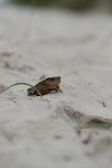 frog on a stone