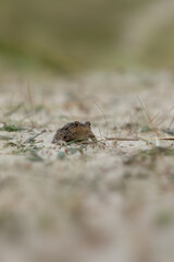 frog in the dunes, Denmark