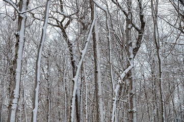 Fototapeta premium Arbres en hiver