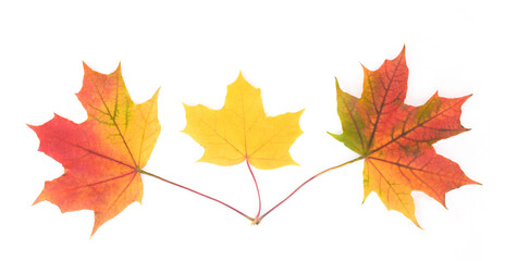 Naklejka na ściany i meble Horizontal composition of three maple leaves on a white background