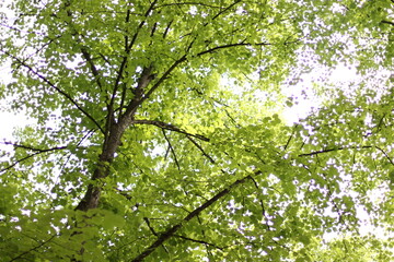 Fototapeta premium nature, wildlife, tree, green, light through the leaves, summer, look up, up, tree crowns, natural beauty