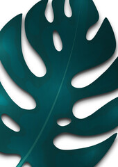 Large blue monstera leaf on a white background. Creative template for your design. Vector