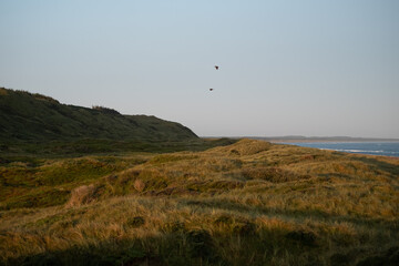 birds over the sea