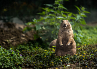 Black-tailed prairie dog is standing and looking straight.