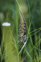 nature, wildlife, grass, green, plot, light in the grass, grassland, field, summer, bokeh in the grass, flowers, wildflowers, small flowers, purple flowers, chamomile, flowering ear, natural beauty