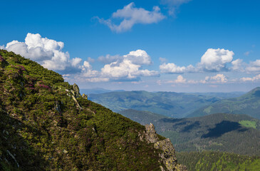 Pink rose rhododendron flowers on summer mountain slope. Pip Ivan Mountain, Carpathian, Ukraine.