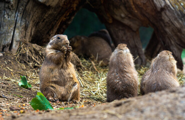 Black-tailed prairie dog is standing and looking straight.
