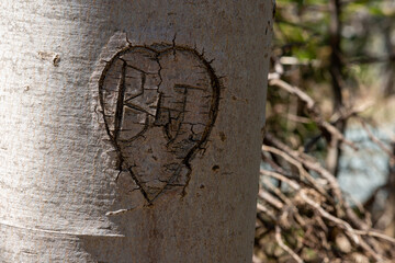 The letters B & J carved in a birch tree trunk. The letters have a heart shape or sign around the letters. There's a forest of trees in the background. The bark is textured, rough, and engraved.