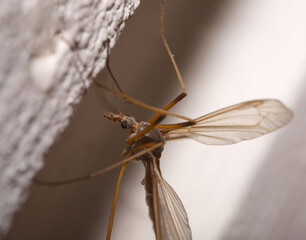 close up of crane fly daddy long legs