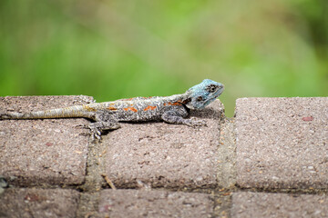 A colorful lizard in Kruger National Park, South Africa.