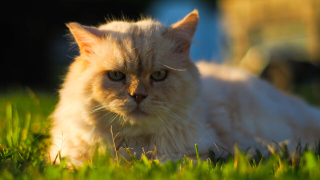 Chat persan au regard profond et insistant, illumin&eacute; par les rayons du coucher de soleil