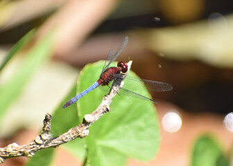 Close-up of a blue tailed dragonfly perched on a branch.