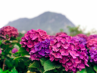 Violet flowers on Jeju island. Close up