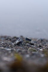 musle on the beach, Denmark