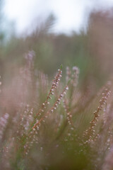 Flower, Plant, Germany, Autumn, Bokeh, Nature