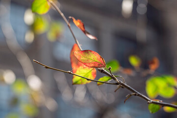 Branch with beautiful colorful autumn leaves on the bush in the city at sunny October day