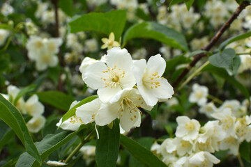Jasmine blooms in the garden