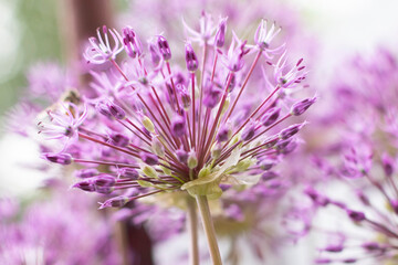 delicate purple bulb flower blooms