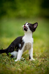 Naklejka na ściany i meble Black and white kitten looking up, domestic animals, pet photography of cat playing outside, shallow selective focus, blurred green grass background