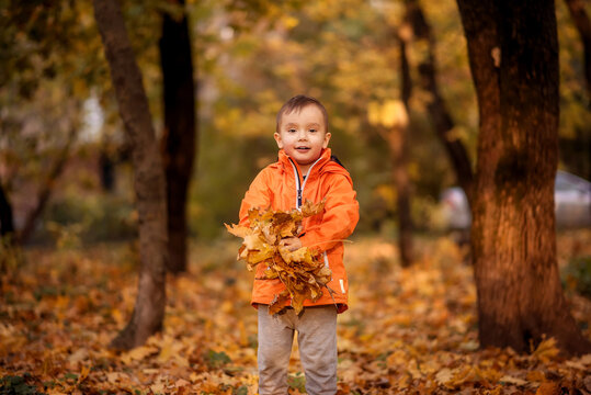 Little toddler child standing in autumn park and holding heap of fallen leaves ready to throw it up in the air. Yellow trees in background. Seasonal fun, autumn activities and happy fall concept