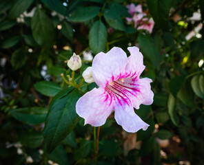 Rhododendron blooming flowers on green leaves background