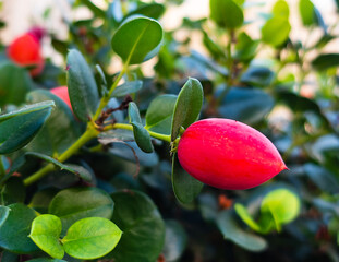 Miracle berry (Synsepalum Dulcificum) on the branch